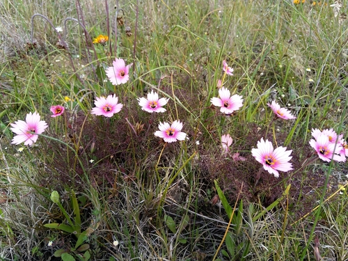 Monsonia speciosa