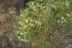 Myoporum platycarpum