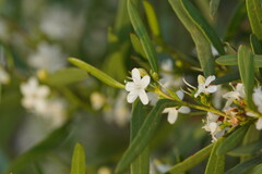 Myoporum platycarpum