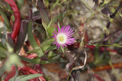 Carpobrotus modestus