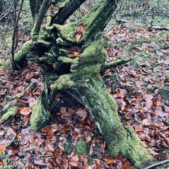 Cladonia digitata