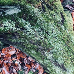 Cladonia digitata