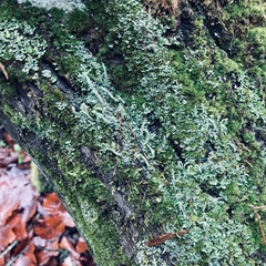 Cladonia digitata
