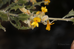 Jacksonia floribunda