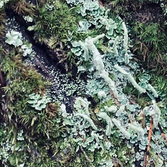 Cladonia digitata
