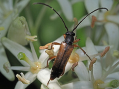 Alosterna tabacicolor