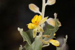 Jacksonia floribunda
