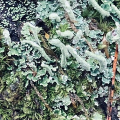 Cladonia digitata