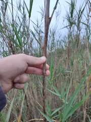Arundo micrantha