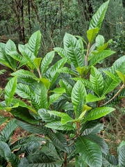 Rhaphiolepis indica var. umbellata image