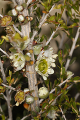 Leptospermum spinescens