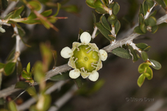 Leptospermum spinescens