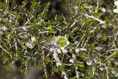 Leptospermum spinescens