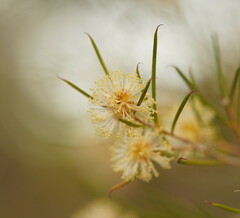 Melaleuca uncinata