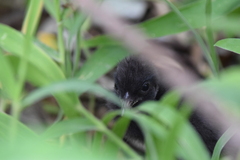 Gallirallus philippensis