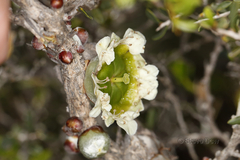 Leptospermum spinescens