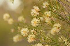 Melaleuca uncinata