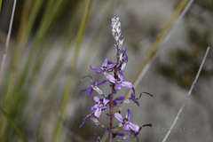 Stylidium purpureum