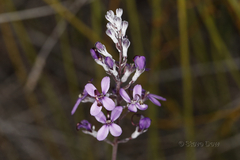 Stylidium purpureum