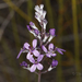 Stylidium purpureum - Photo (c) Steve Dew, some rights reserved (CC BY-NC), uploaded by Steve Dew