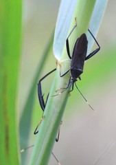 Notobitus meleagris
