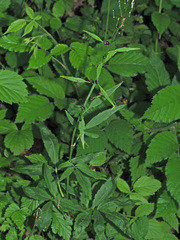 Cardamine bulbifera