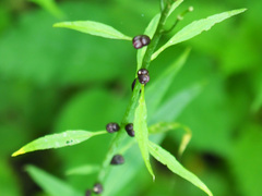 Cardamine bulbifera