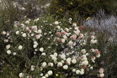 Melaleuca urceolaris