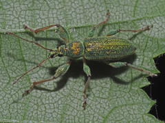Phyllobius arborator