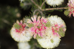 Melaleuca urceolaris