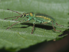 Phyllobius arborator