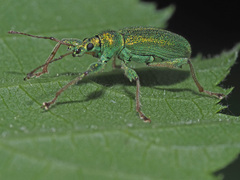 Phyllobius arborator