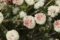 Melaleuca urceolaris