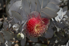 Eucalyptus macrocarpa