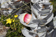 Eucalyptus macrocarpa