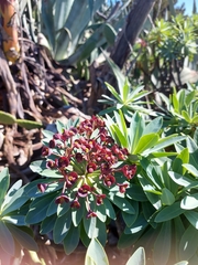 Euphorbia atropurpurea image