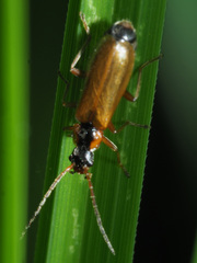 Rhagonycha testacea