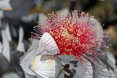 Eucalyptus macrocarpa