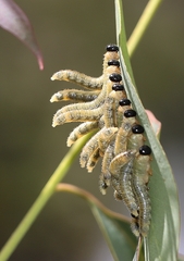 Perga affinis