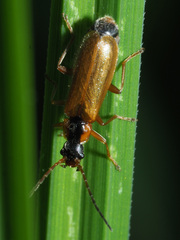 Rhagonycha testacea