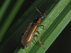 Rhagonycha testacea