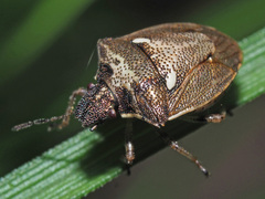 Eysarcoris aeneus