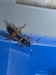 Ichneumon promissorius