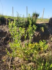 Montinia caryophyllacea