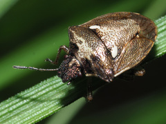 Eysarcoris aeneus