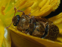 Byturus ochraceus