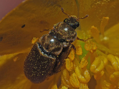 Byturus ochraceus
