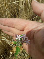 Oxypetalum solanoides