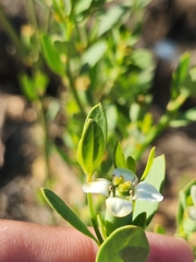 Montinia caryophyllacea