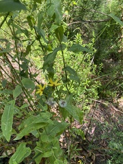 Senecio velleioides